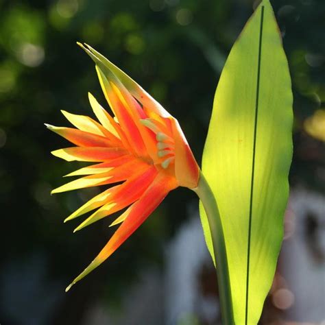 天堂鳥生長速度|天堂鳥花怎麼養？天堂鳥花種類、花語、繁殖&風水 –